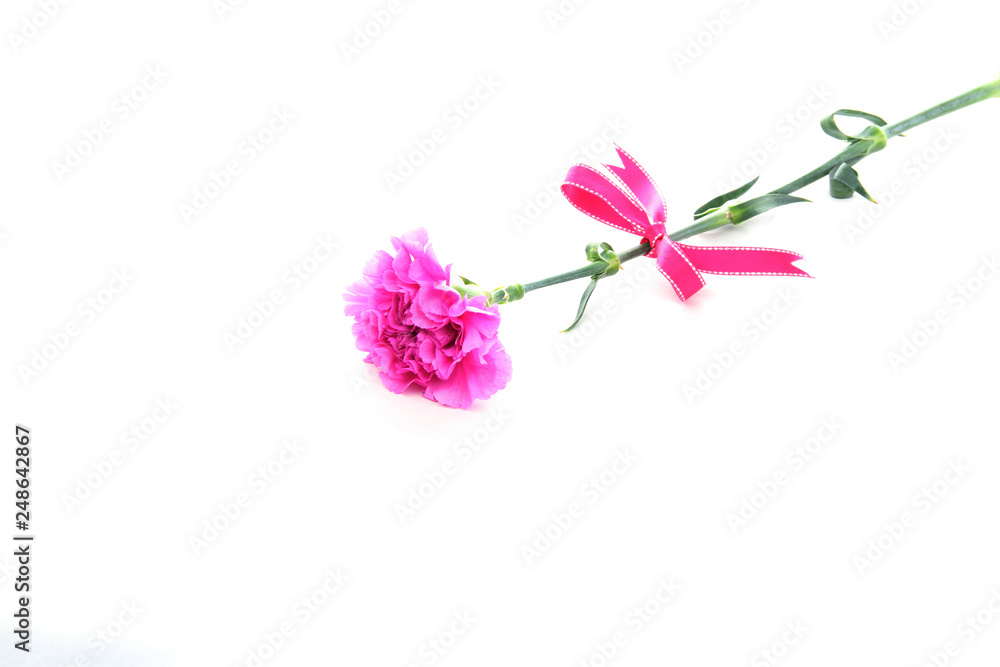 母の日 ショッキングピンクのカーネーション Stock Photo Adobe Stock