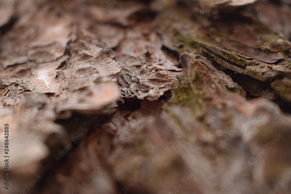ants on tree ants on tree
