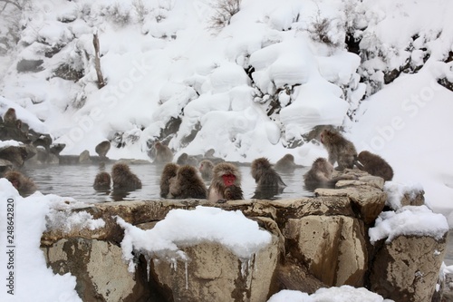 Monkey in Nagano Prefecture of Japan