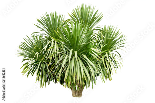 green fir tree isolated on white background and clipping path.