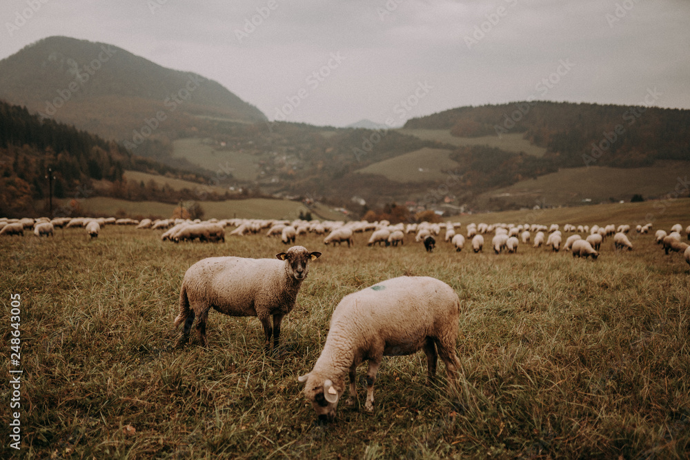 flock of sheep on green meadow, foggy mountains background. sheep's pasture. sheep farming. flock of sheep on green meadow, foggy mountains background. sheep's pasture. sheep farming.