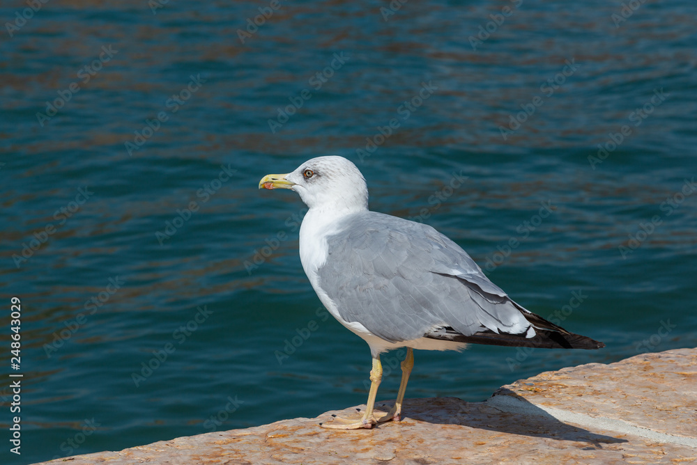 Sea gull on the parapet of the embankment in Venice, Italy Sea gull on the parapet of the embankment in Venice, Italy