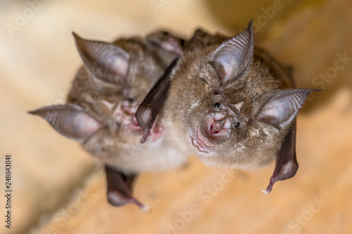 Two Greater horseshoe bat © creativenature.nl