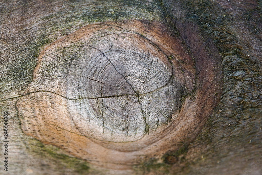 Naklejka premium tree trunk texture pattern