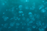 Many Moon jellyfish drifting softly underwater background