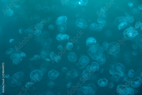 Many Moon jellyfish drifting softly underwater background