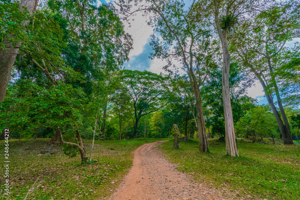 Fototapeta premium 森の小道