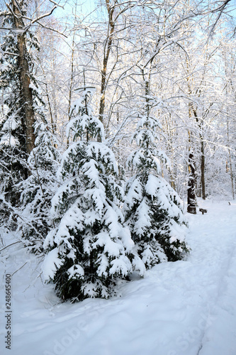 Winter path going through frozen forest