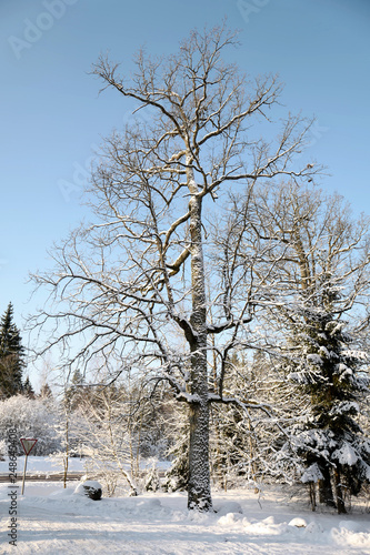 Wallpaper Mural Trees covered with snow Torontodigital.ca