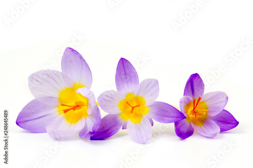 crocus - one of the first spring flowers
