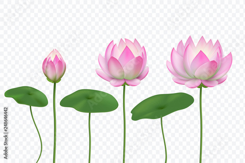 Realistic lotus. Pink water flower. Blooming pink lotus with leaves. Vector isolated set. Lotus flower realistic bloom illustration