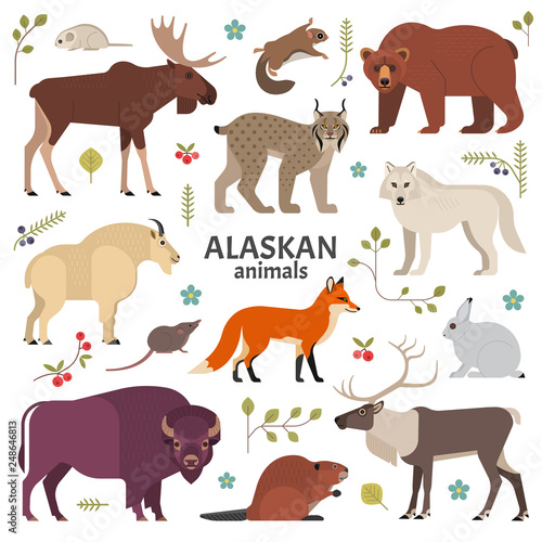 Alaskan animals. Vector illustration of North American mammals  such as moose  lynx  grizzly bear  polar white wolf  bison  red fox and beaver. Isolated on white.