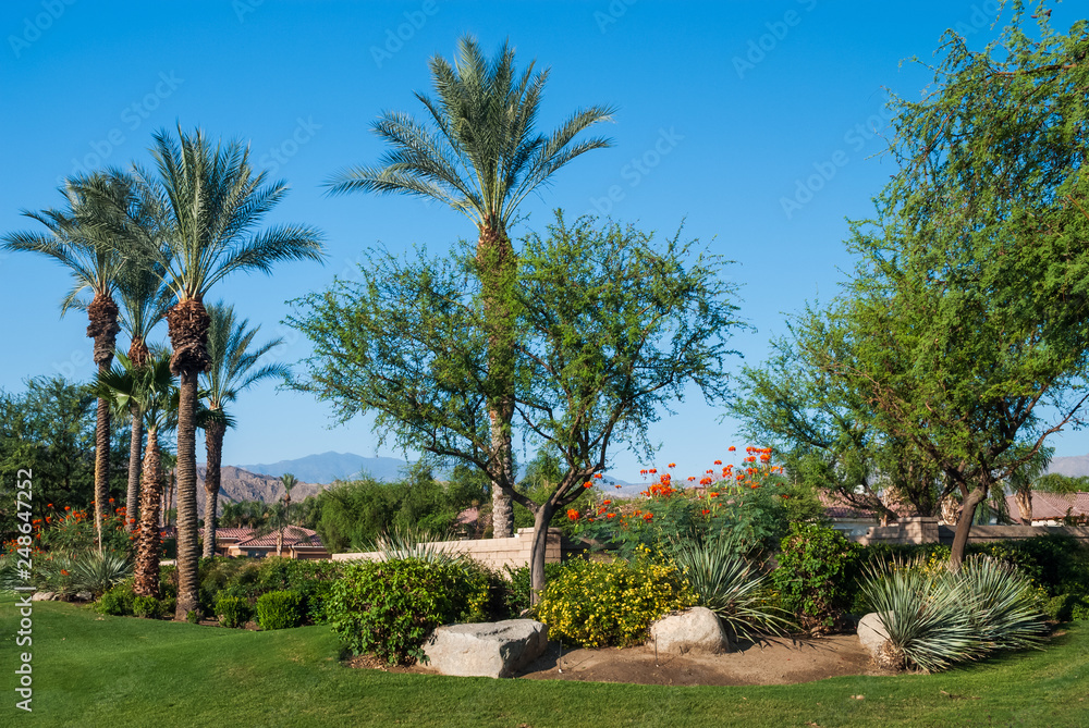Fototapeta premium Desert Oasis Garden