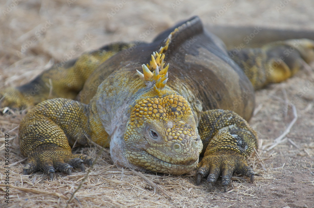 ガラパゴスリクイグアナ Stockfoto Adobe Stock