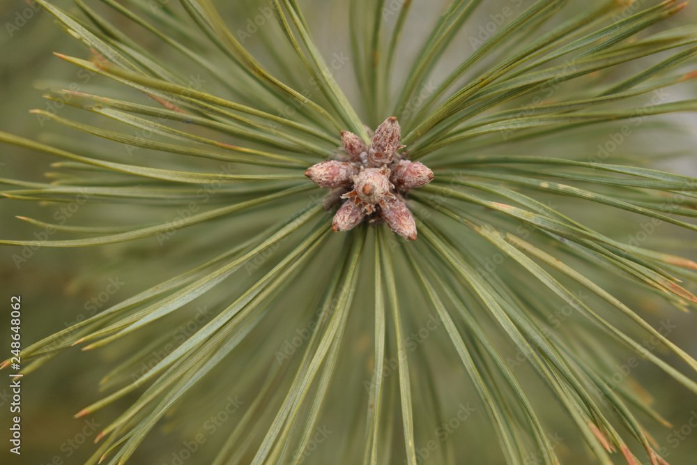 green, pine, nature, tree, plant, branch, macro, cactus, flower, forest, needles, needle, close-up, leaf, closeup, fir, evergreen, cone, coniferous, christmas, garden, thorn, wood, spring green, pine, nature, tree, plant, branch, macro, cactus, flower, forest, needles, needle, close-up, leaf, closeup, fir, evergreen, cone, coniferous, christmas, garden, thorn, wood, spring