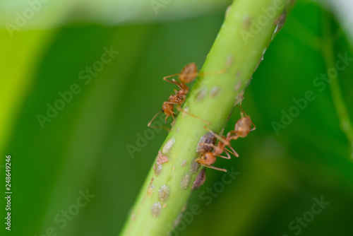 Ants standing on trees. © toeytoey
