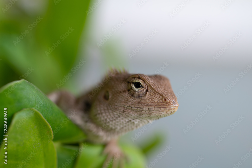 Fototapeta premium Close up Lizard in nature.