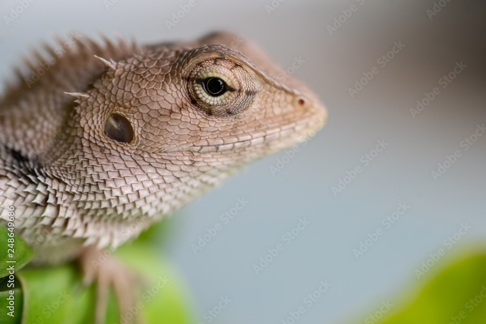 Close up Lizard in nature. Close up Lizard in nature.