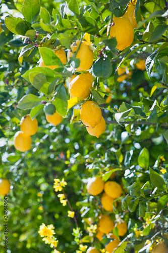 Lemon trees with ripe delicious fruit in the citrus grove orchrd -  food crop, permaculture. photo