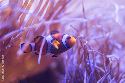 Leinwand Poster ocellaris clownfish, clown anemonefish, clownfish, false percula clownfish