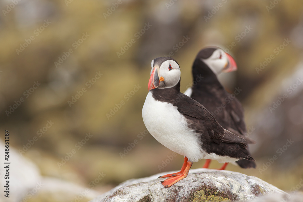 Fototapeta premium Puffin Farne Island