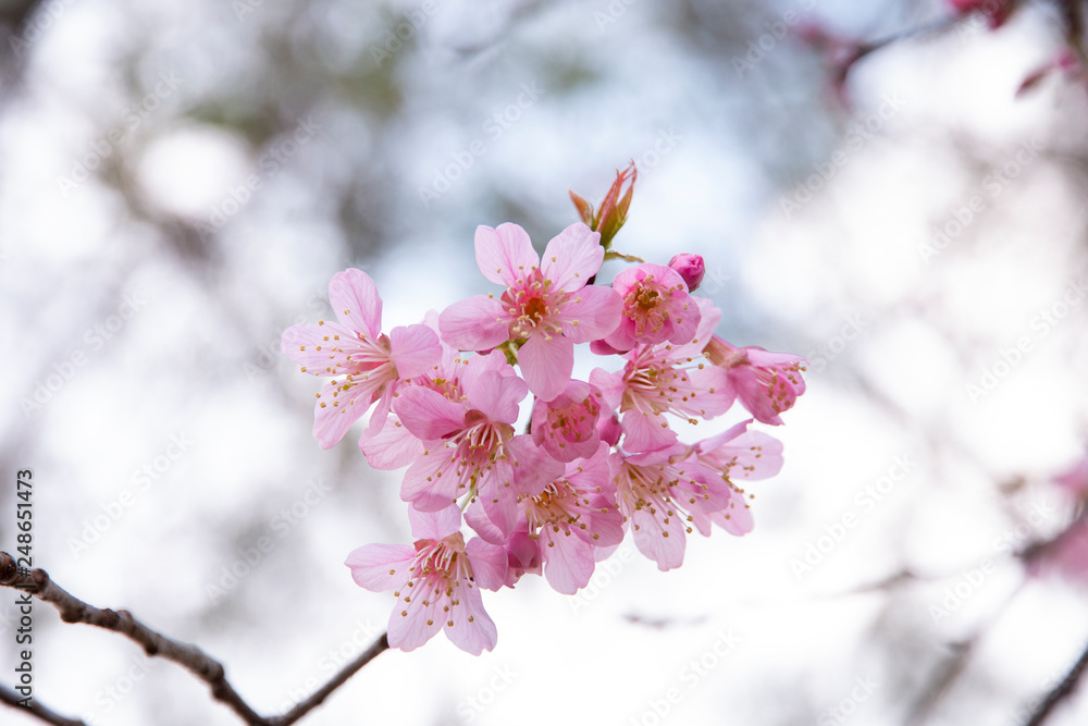 Cherry blossom flowers , sakura flowers on nature background. Cherry blossom flowers , sakura flowers on nature background.