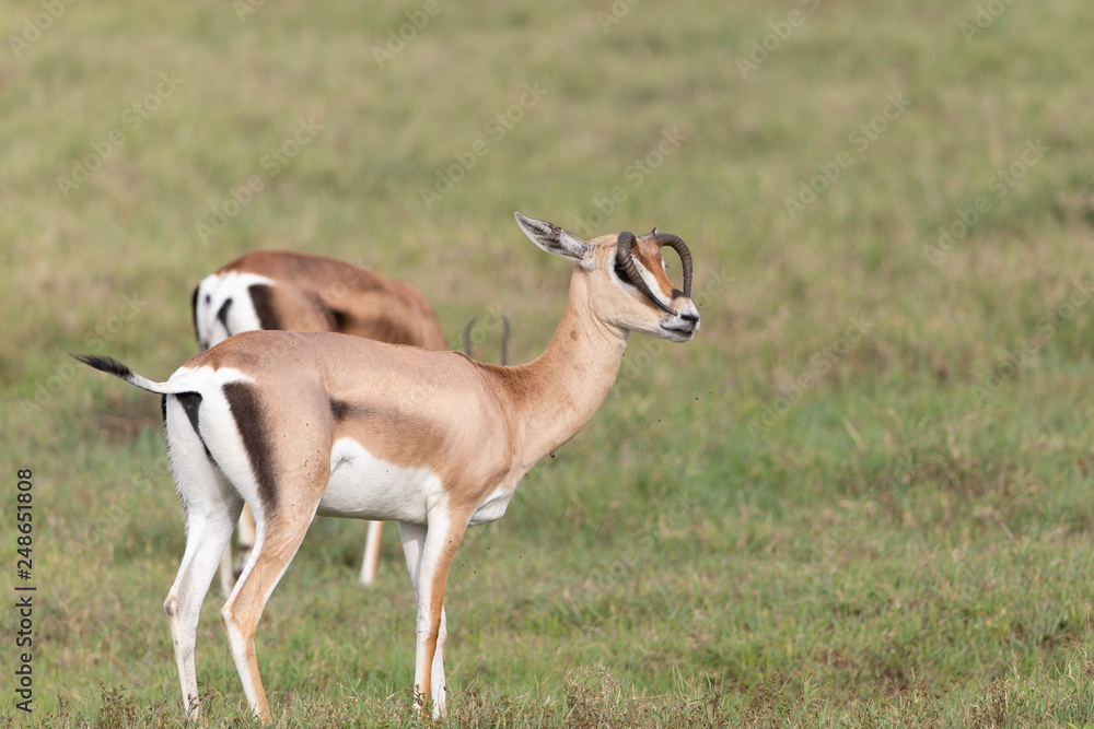 Gazelle with mutated horns in Tanzania Gazelle with mutated horns in Tanzania