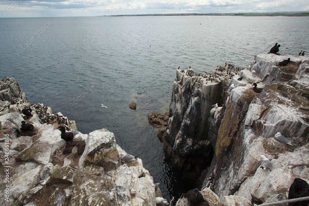 Cliff farne island north sea birds