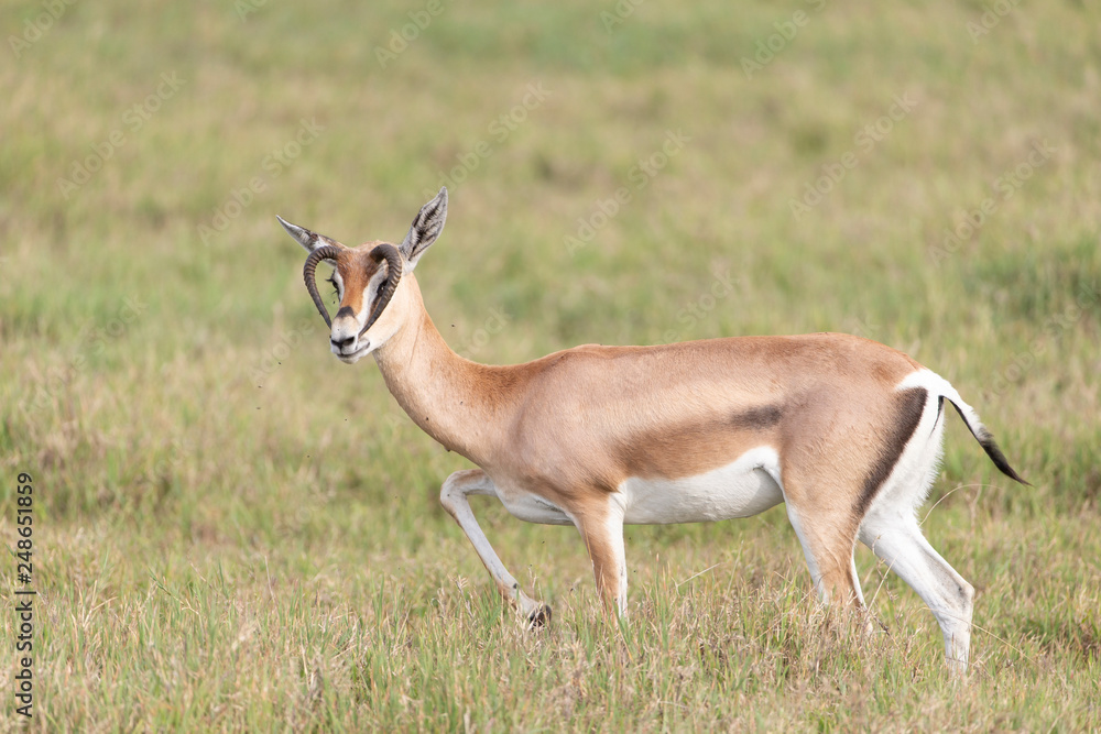 Gazelle with mutated horns in Tanzania Gazelle with mutated horns in Tanzania