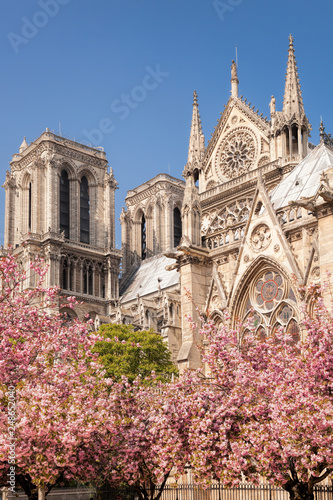 Paris, Notre Dame cathedral with blossomed tree in France