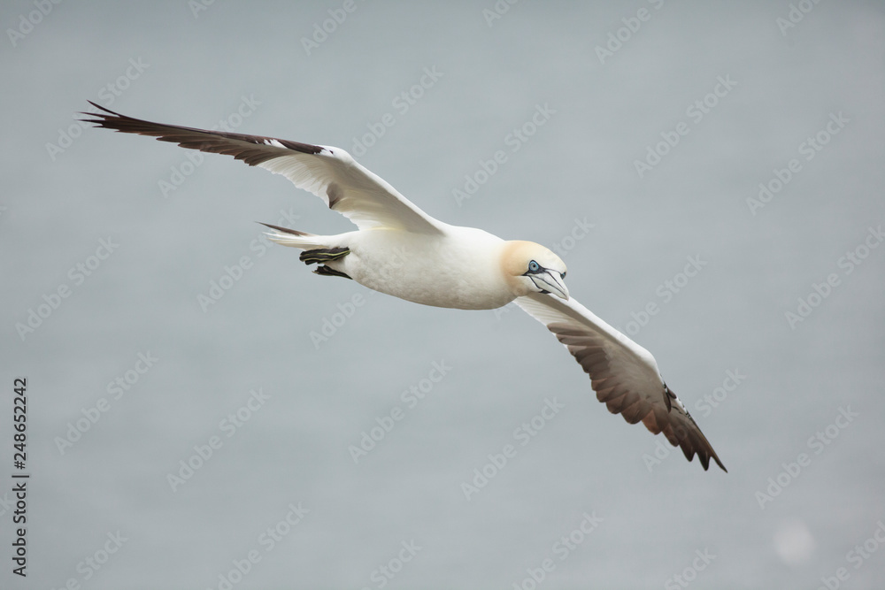 Obraz premium gannet bird bass rock farne island north sea
