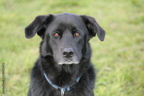 Kopf eines schwarzen Hundes mit braunen Augen