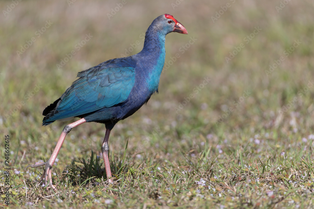 Invasive non-native grey headed swamphen in Florida Marsh Invasive non-native grey headed swamphen in Florida Marsh
