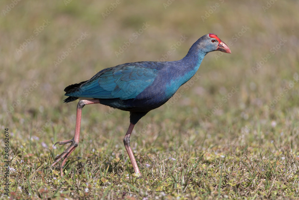 Invasive non-native grey headed swamphen in Florida Marsh Invasive non-native grey headed swamphen in Florida Marsh