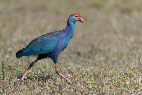 Invasive non-native grey headed swamphen in Florida Marsh