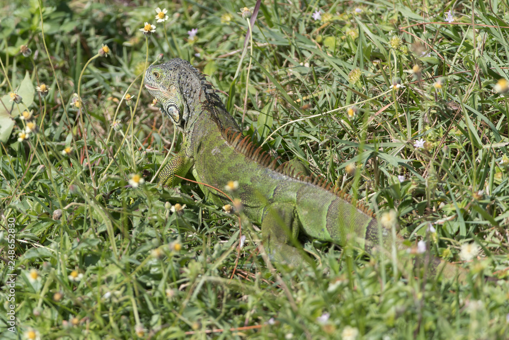Invasive Green Iguana in Florida Marsh Invasive Green Iguana in Florida Marsh