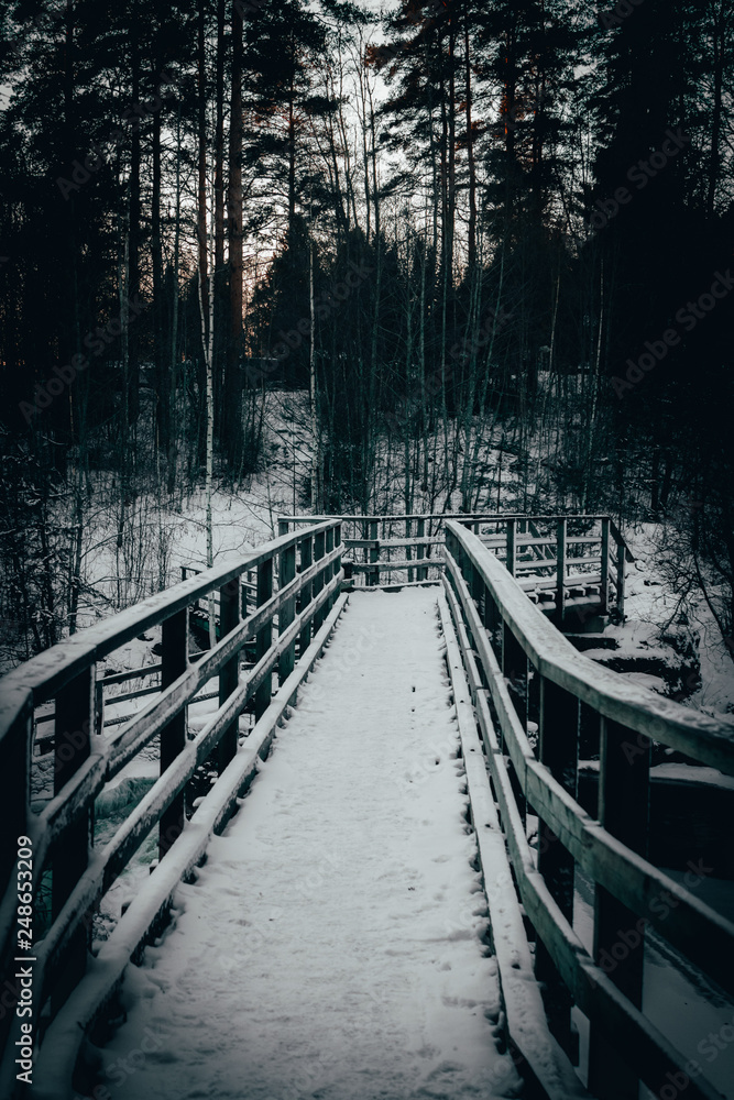 bridge in the forest