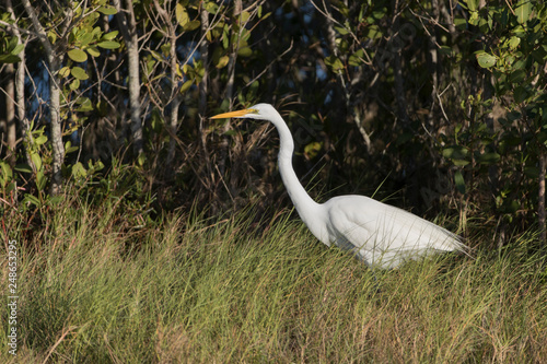 Great Egret in Florida Marsh