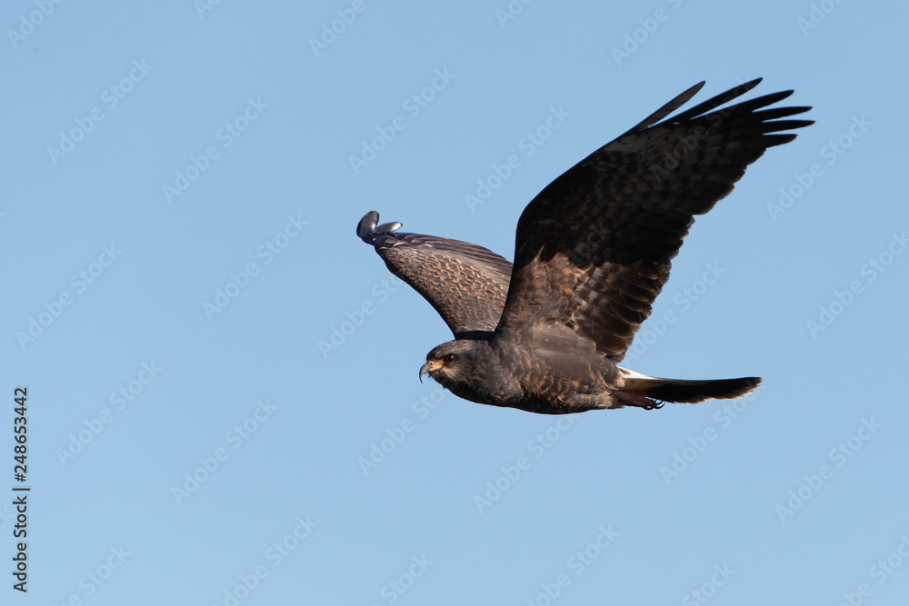 Fototapeta premium Male Snail Kite in Florida Marsh