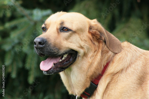 Cremefarbener Mischlingshund