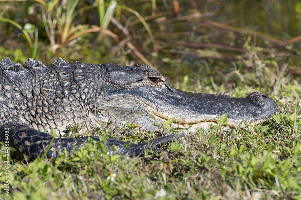 Obraz premium Alligator in Florida Marsh