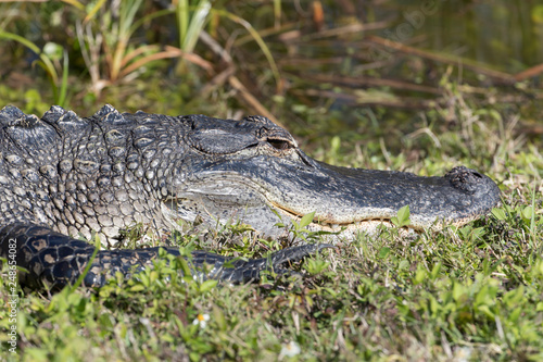 Alligator in Florida Marsh 