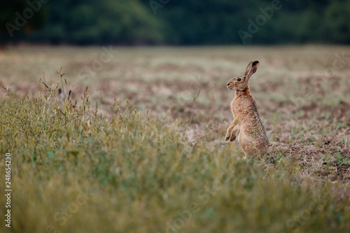 European hare sitting in grass at evening