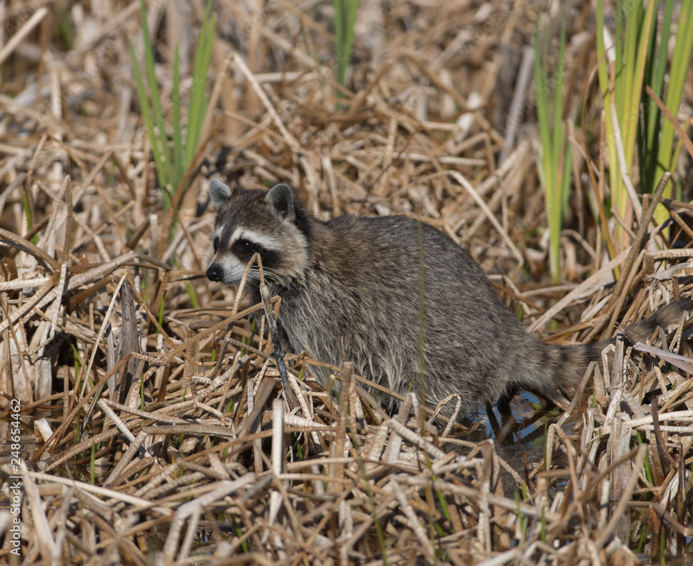 Raccoons in Wetland of Florida Raccoons in Wetland of Florida