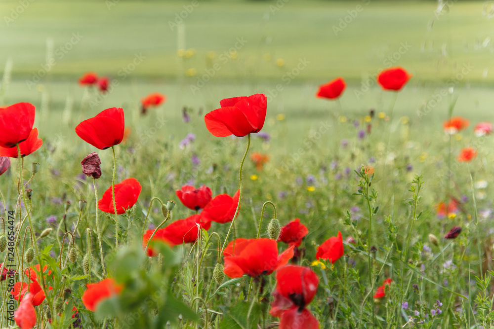 Obraz premium maki w polu