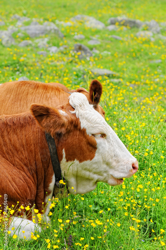 cowns resting on floral meadow in european alps austria. photo