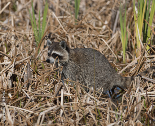 Raccoons in Wetland of Florida