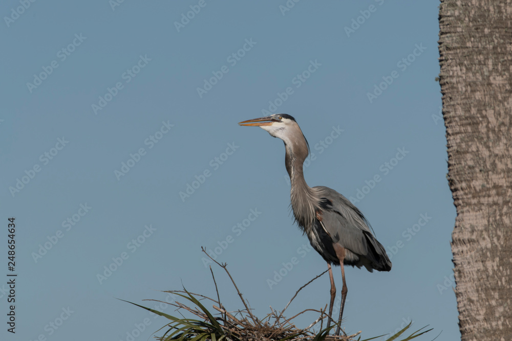 Obraz premium Great Blue Heron with Fish for meal