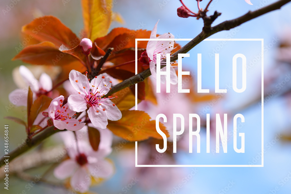 Obraz na plátně Hello Spring text and cherry plum blossom