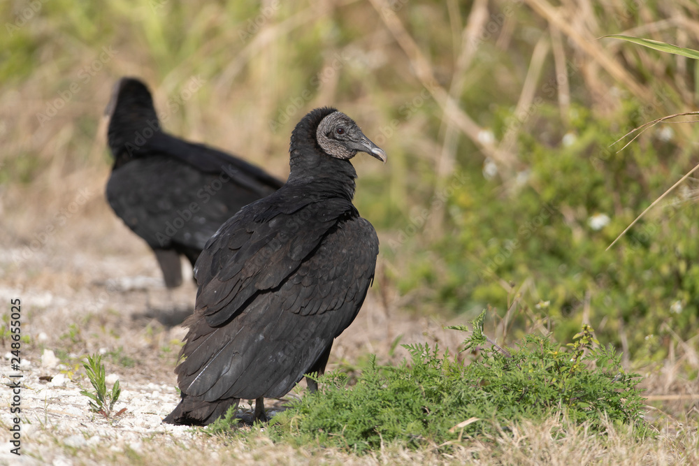 Fototapeta premium Black Vulture in Florida Wetland